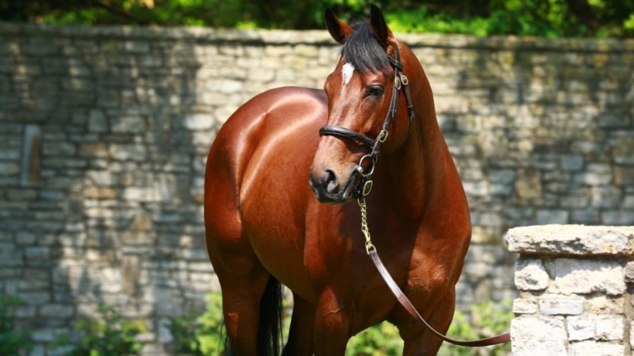 At Keeneland, Sheamus Mills purchased a filly Declaration ... Image 1